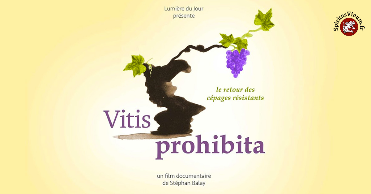 Vitis Prohibitus : l'incroyable histoire des cépages et vins interdits