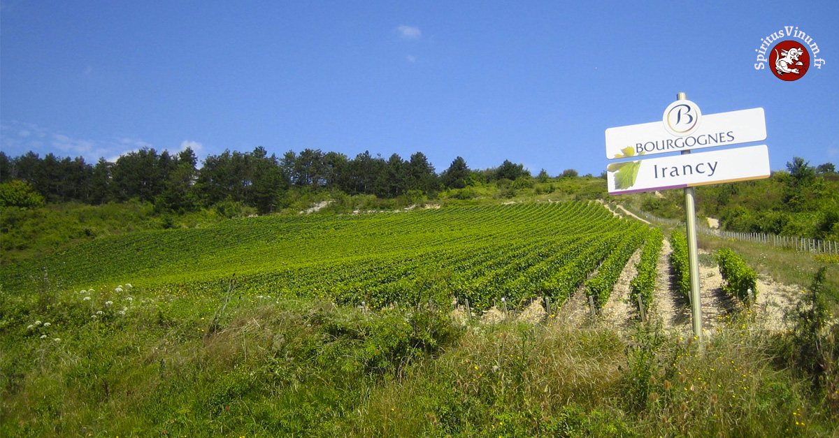 Irancy AOC