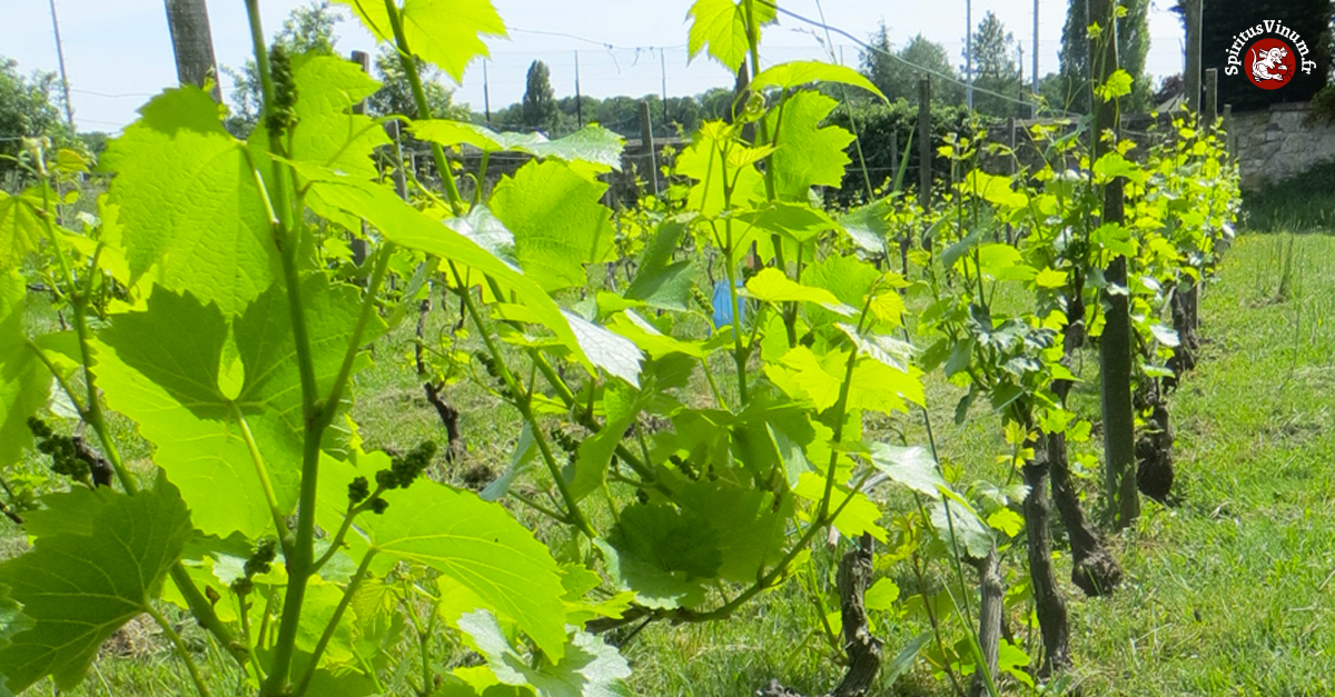 Vignes de Vigny : des passionnés dorlotent un vignoble miniature
