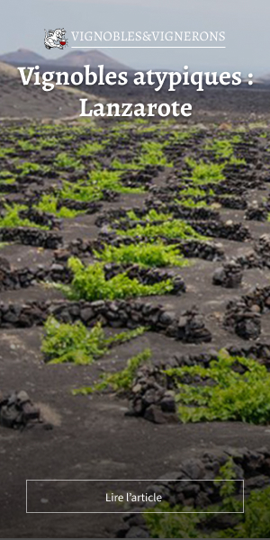 Vignobles atypiques : Lanzarote