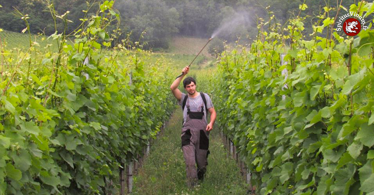 Thomas Jessel : troisième génération de viticulteur à Ammerschwihr 